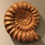ammonite-321695_1920