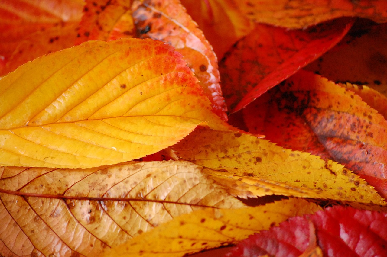 automne 1 - @OTNS