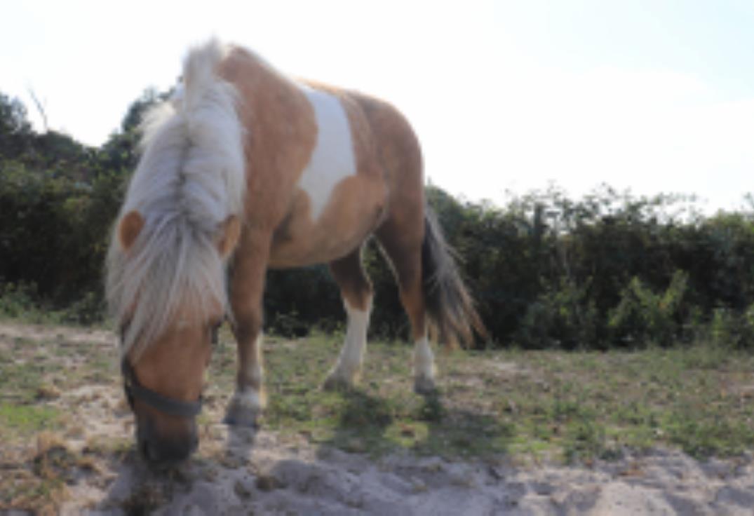 centre équestre val de noye poney