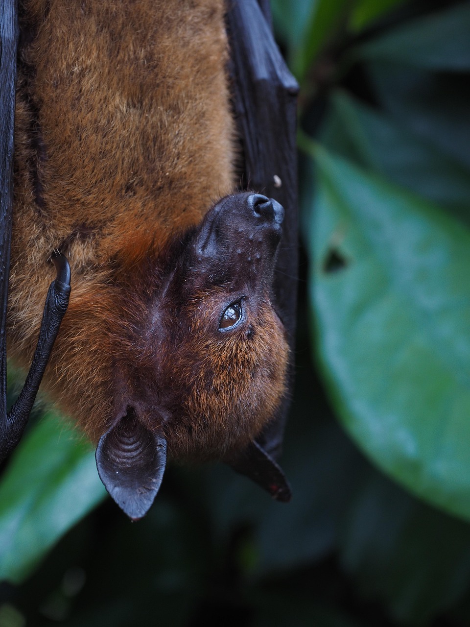 chauve souris - @OTNS