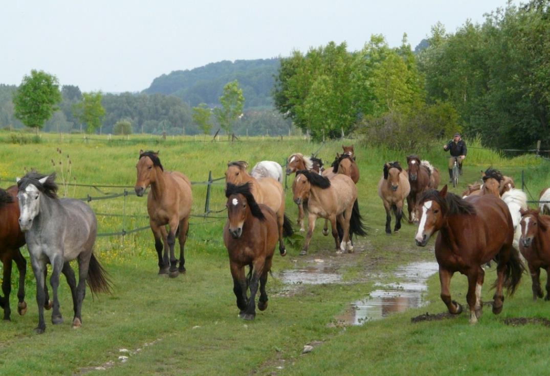 chevaux_lieu_dieu_beauchamp_somme_picardie
