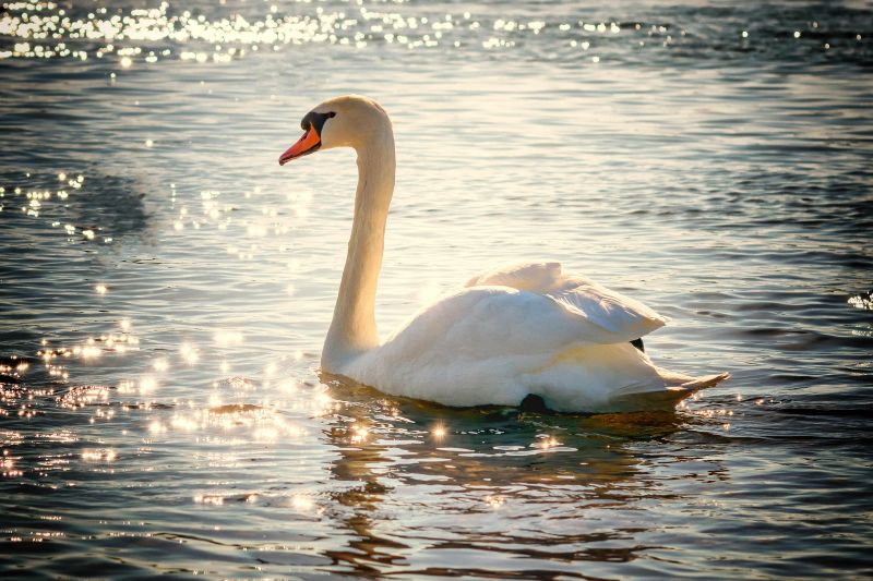 cygne-02 - @Pixabay