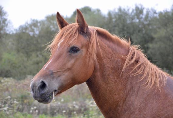 horse-mare-2737149-1280