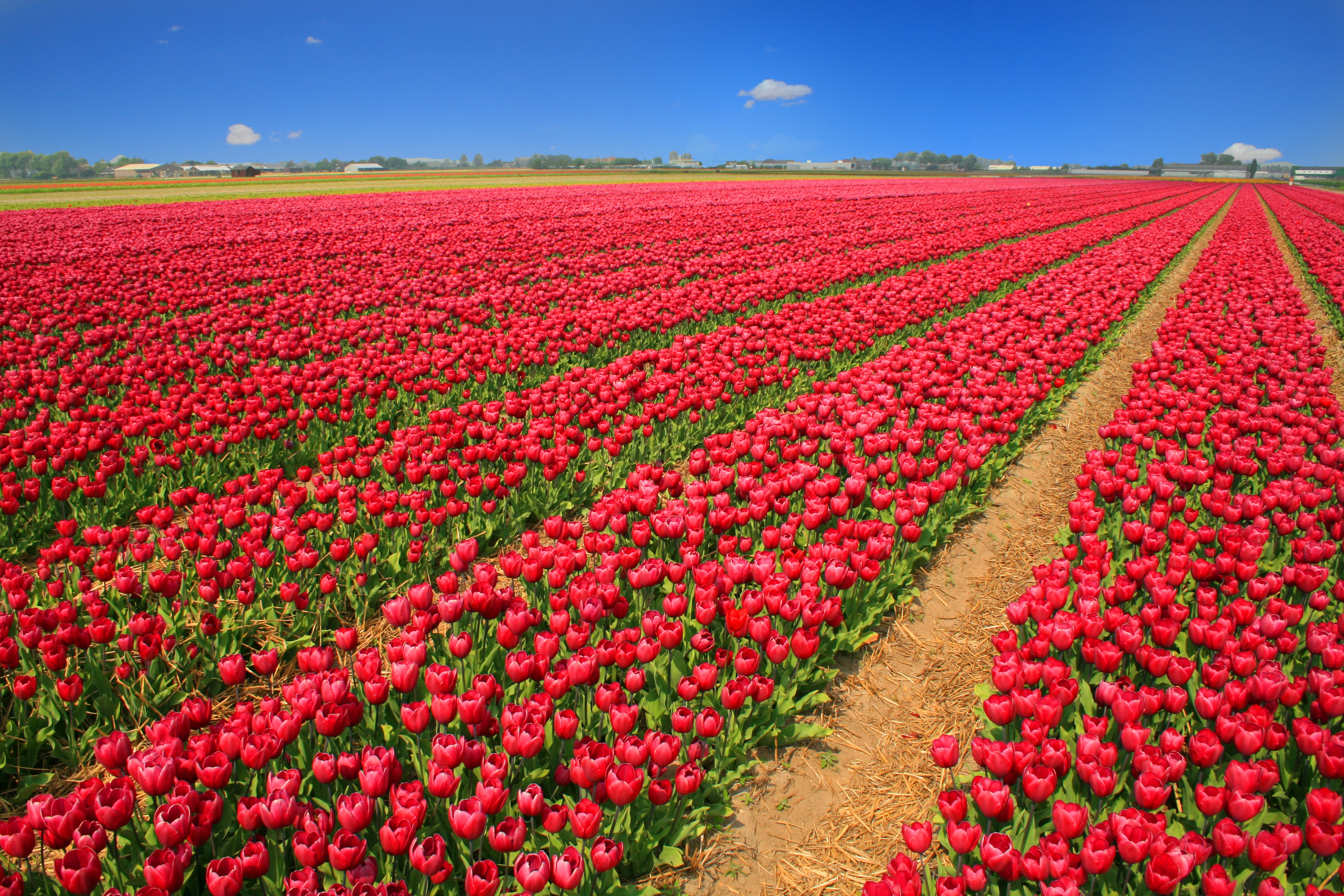 plants fleurs - @OTNS