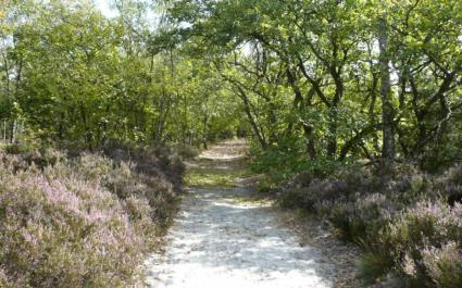 Landes sableuses à bruyère