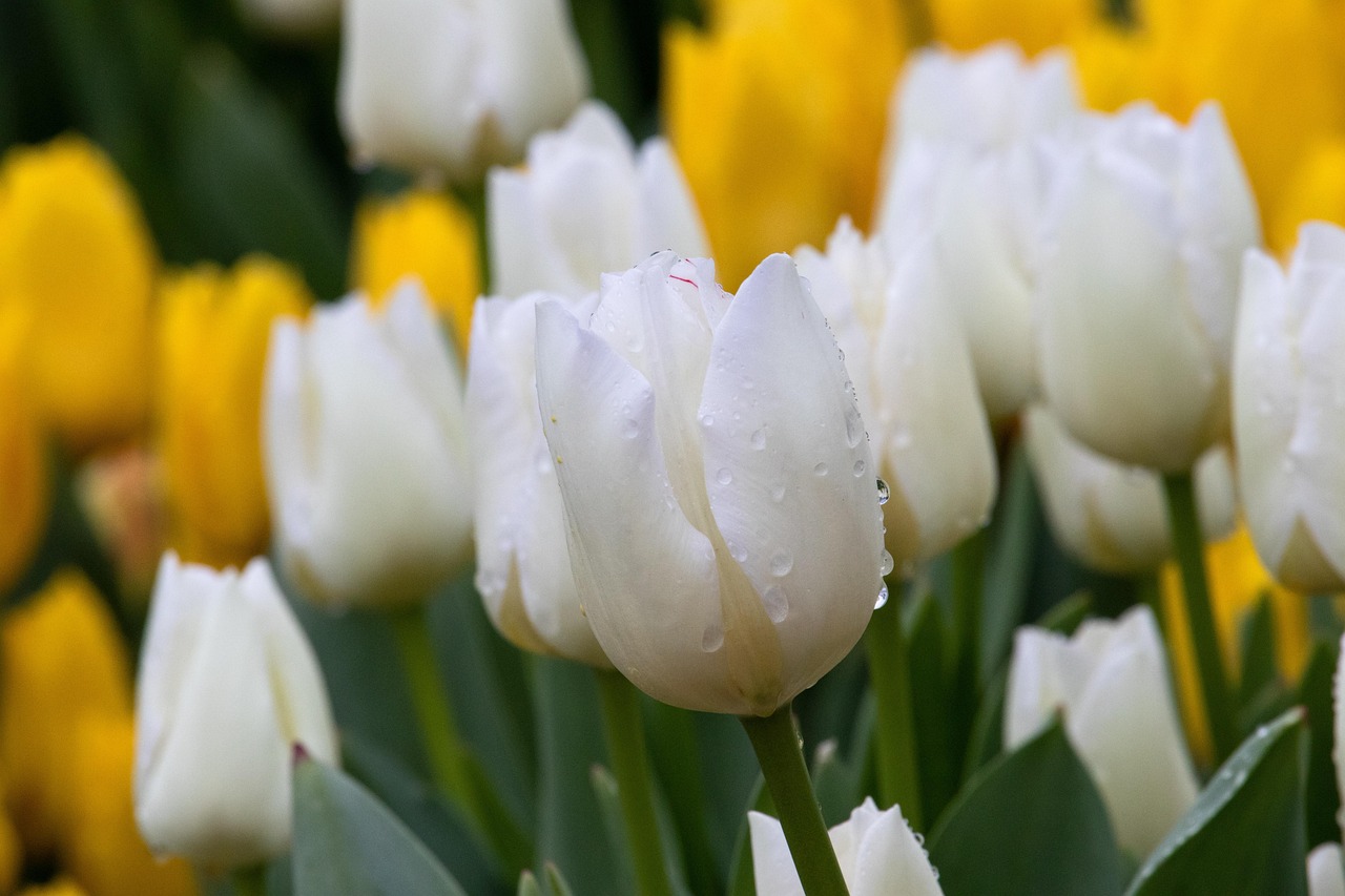 tulipes - @OTNS